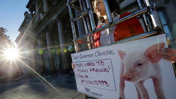 Chris Christie vetoes politically charged pig crate bill
