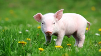 Hungry pigs chomp lawns in Northern California neighborhood