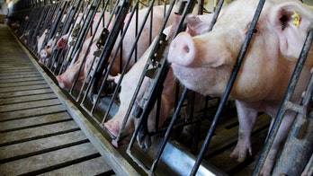 Cold, wet weather may help spread deadly pig virus, USDA says