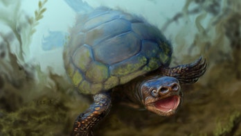 Pig-snouted turtle from dinosaur era discovered in Utah