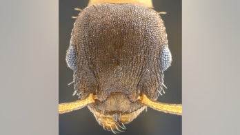 Meet the castle-raiding 'pillage ant'