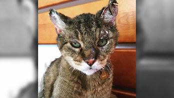 Missing for 10 years, cat finds his way back to family after California wildfires