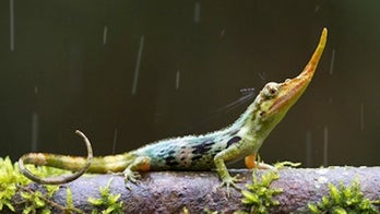 Once 'extinct' Pinocchio lizard pokes his nose out again