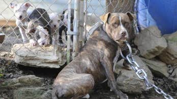 Vicious Christmas Eve pit bull attack leaves Kentucky woman dead, husband injured