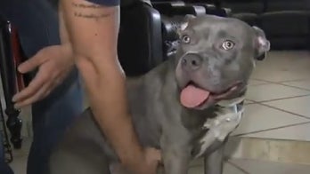 Pit bull reunited with owner after epic swim