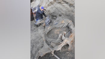 Bones of hunted mammoth show early human presence in Arctic