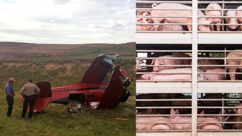 Airplane hits tractor-trailer hauling pigs during emergency landing on highway