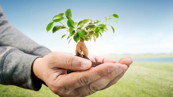 Tips for successfully planting a tree