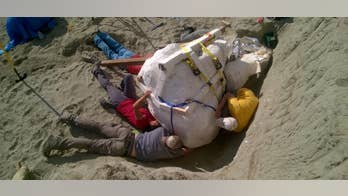 Rare find: T-rex skull will be shown at Seattle museum