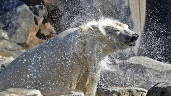 Ohio zoo's polar bear moves to Chicago to find romance