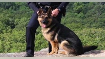 Wounded police dog found alive after shooting that killed Arkansas deputy