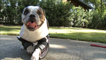 Prosthetic blades help deformed bulldog  puppy walk again