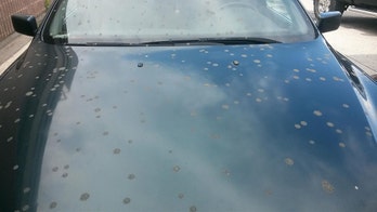 Drivers claim overhead plane dumped feces on cars, people in Canadian town