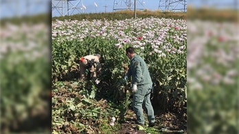 Sprawling opium poppy field found in Northern California