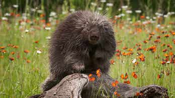 Ingested porcupine quill pokes hole in woman's aorta