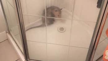 Canadian police catch 'hissing' opossum in shower: 'No call too small'