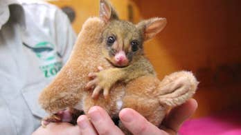 Cute baby possum cuddles toy kangaroo, goes viral