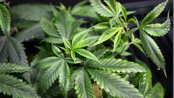 In mellow 2015 election year, Ohio group tries to get pot legalization initiative on November ballot