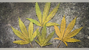 Judge tosses complaint from pot-smoking Rhode Island church after fine