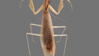 Supreme insect! Praying mantis named after Ruth Bader Ginsburg