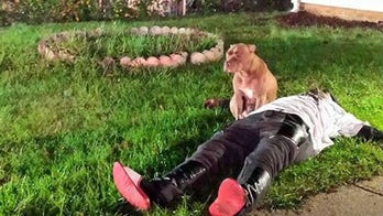 Pitbull gets kicked out of county after staying by injured owner's side after fire
