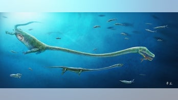 Ancient 'Nessie' delivered live baby sea monsters