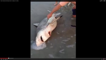 Family saves three baby sharks through C-section