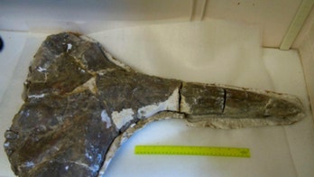 17-million-year-old whale skull helps place humanity's first steps