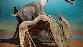 Remarkable discovery shows fossilized pterosaur eggs with perfectly preserved embryos inside