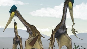 Ancient toothless pterosaurs once dominated the world's skies