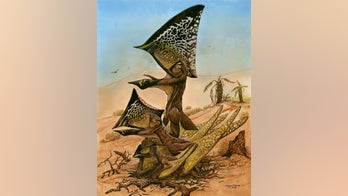 Flock of ancient 'butterfly-headed' flying reptiles discovered