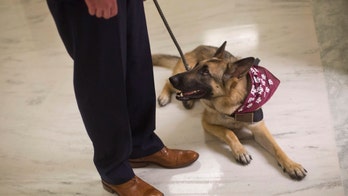 VA study of service dogs for vets with PTSD faces questions
