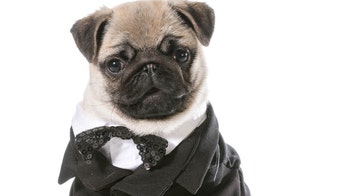 Arkansas woman who bought dog tuxedo with county cash is sentenced