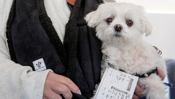 Chicago politician cracking down on 'fake' support animals at city's airports