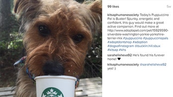 Washington Starbucks hosts 'Dog of the Week' to boost adoptions