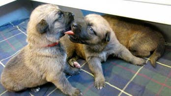 Puppy playtime for stress relief at University of Southern Mississippi