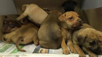 Puppy mill rescues looking for new homes