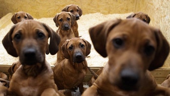 Dogs really do put on 'puppy eyes' to get what they want