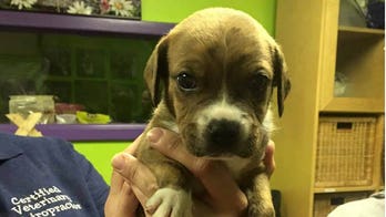 Police say professor's story about finding puppy in pillowcase was tall tale