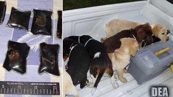 Veterinarian accused of stashing heroin in pups' bellies is extradited to US