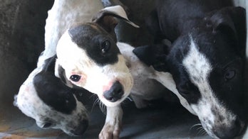 Florida couple rescues 'starving' puppies found in bucket
