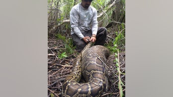 Photos of Burmese python swallowing deer released by Florida officials