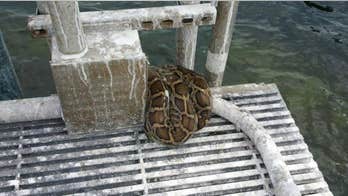 6-foot-long python found on offshore platform in Florida