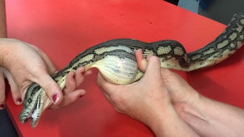 Crikey! Australian python engulfs tennis ball