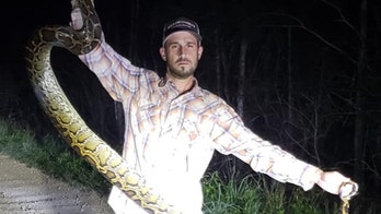 Florida man wrangles alligator from 10-foot python's deadly grip in Everglades