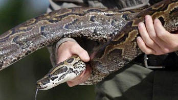 Indonesian woman dies after being swallowed whole by a python