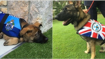 Australian dog gets new job after failing police pup training