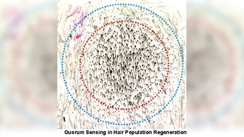 Researchers find pattern to pluck hair to regenerate growth