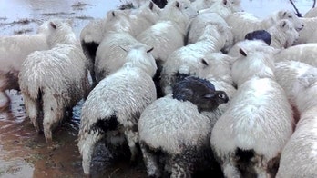 Wild rabbits surf on sheep to flee New Zealand flood