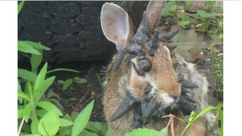 College student captures 'world's scariest rabbit' in video a viral hit